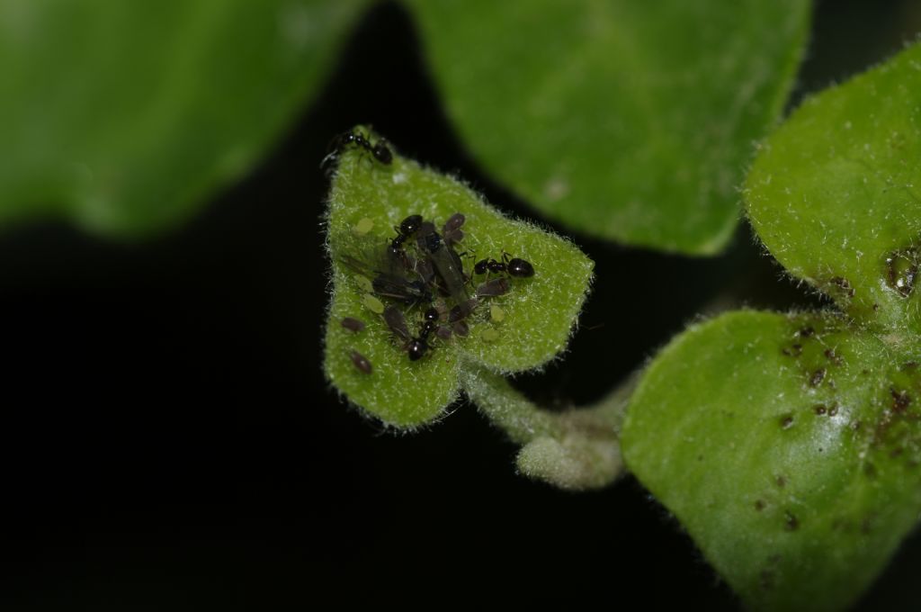 Afidi su edera con formiche:  Aphis sp.